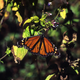 Illustration for article titled Monarch Butterflies May Soon Be an Endangered Species